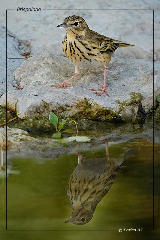 Animali 154.jpg